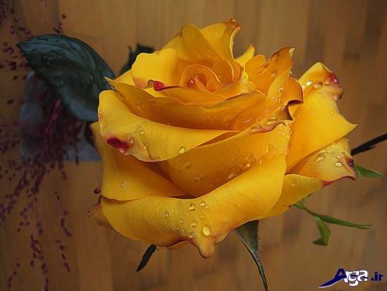 عکس گل با رنگ زرد