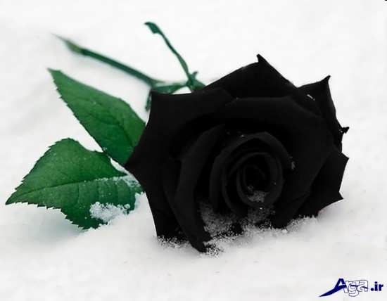 دانلود عکس گل رز سیاه