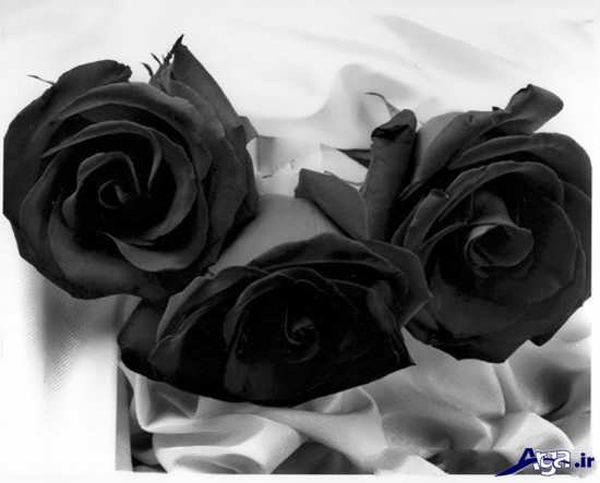 دانلود عکس گل رز سیاه