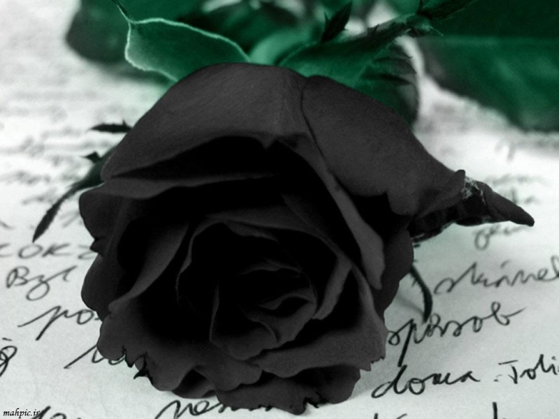 تصاویر زیبا از گل رز سیاه