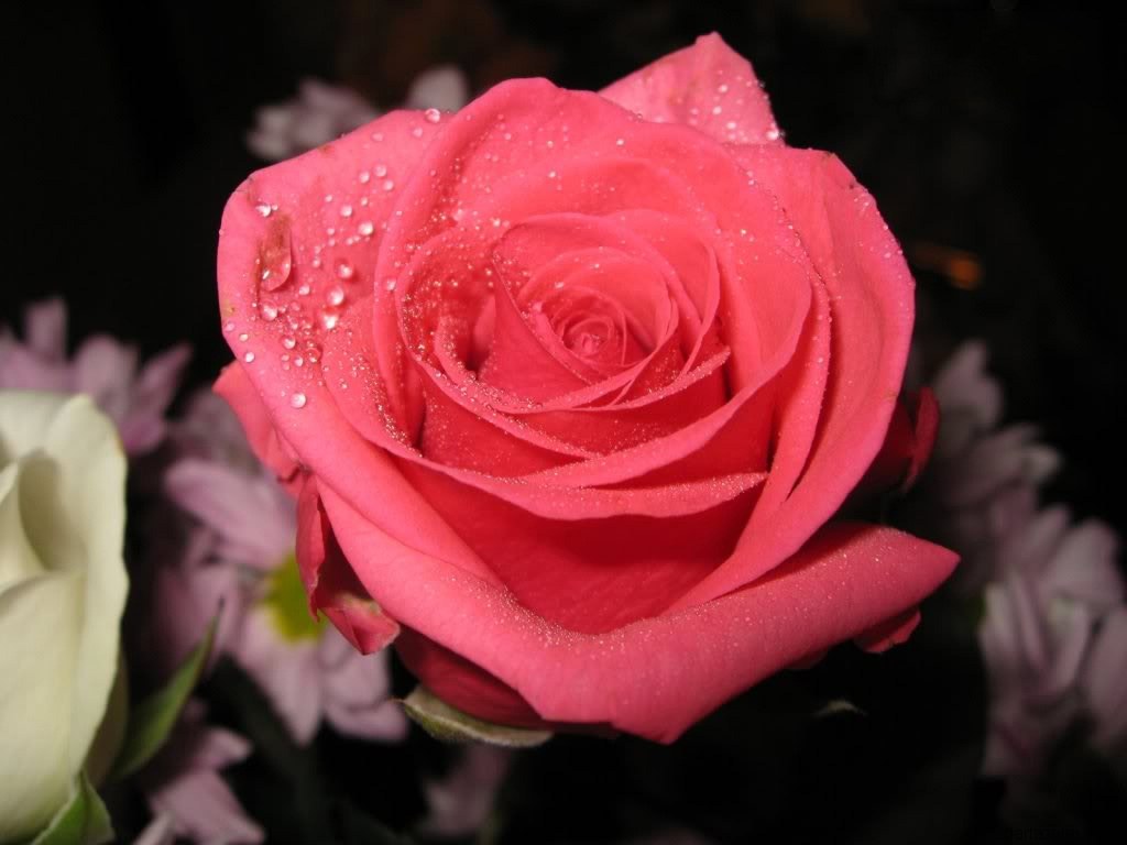تصاویر زیبا گل رز قرمز