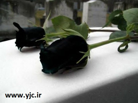 عکس از گل رز سیاه