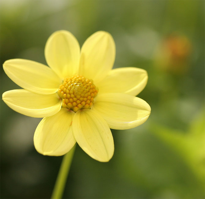 عکس گل طبیعی ساده