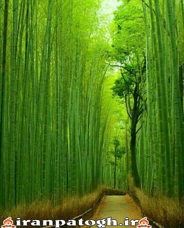 عکس زیبای طبیعت سبز