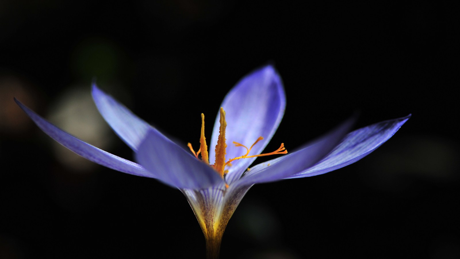 عکس گل زعفران با کیفیت بالا