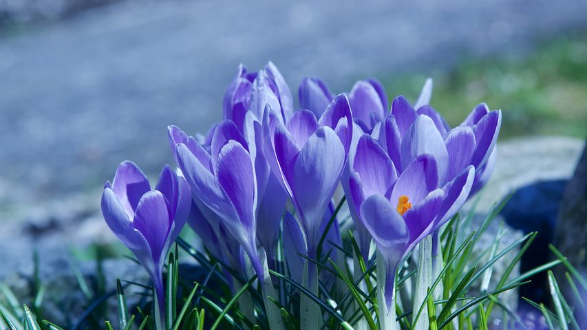 عکس گل زعفران با کیفیت بالا