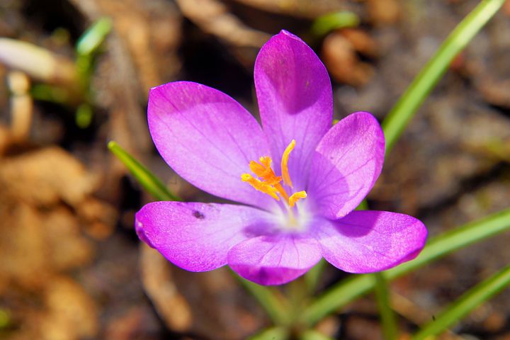 عکس با کیفیت گل زعفران