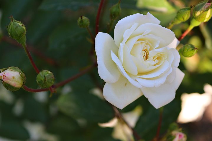 دانلود عکس گل رز سفید