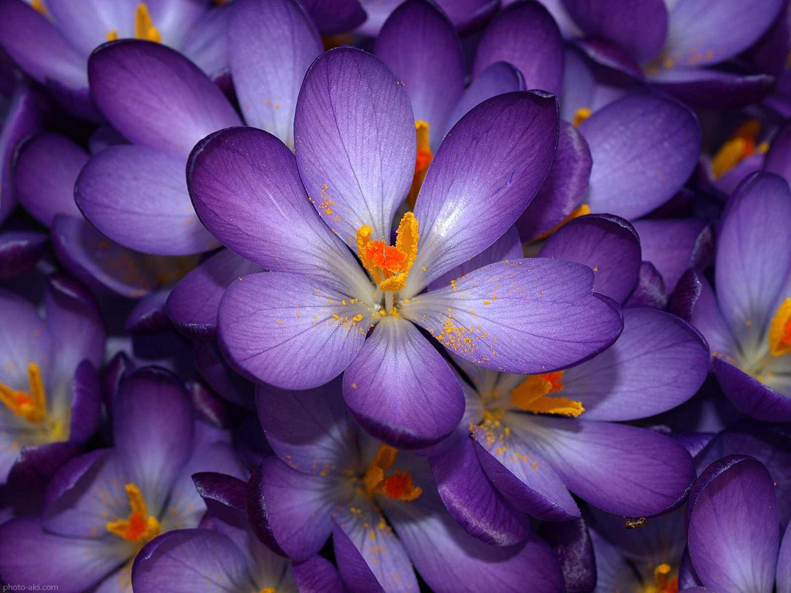 عکس با کیفیت گل زعفران