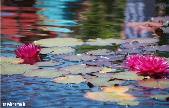 عکس های زیبا از گل نیلوفر آبی