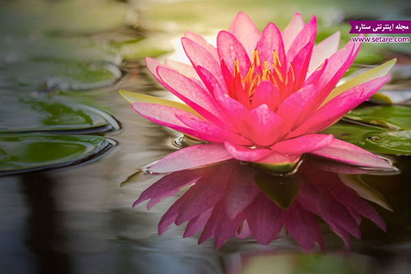 عکس های زیبا از گل نیلوفر آبی