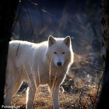 عکس گرگ های زیبا