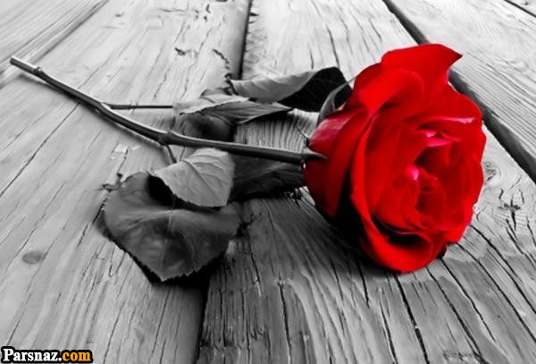 عکس گل زیبا و عاشقانه برای پروفایل
