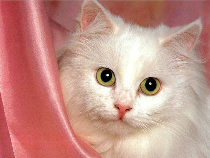 عکس گربه های زیبا دنیا