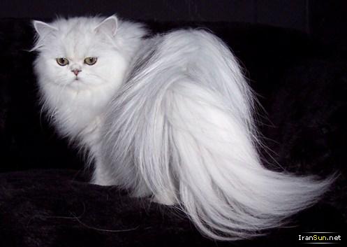عکس گربه ایرانی سفید