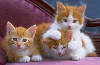 عکس گربه های زیبا دنیا