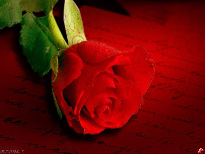 عکس گل رز زیبا و عاشقانه