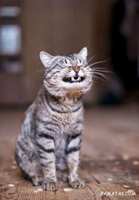 عکس گربه های خنده دار