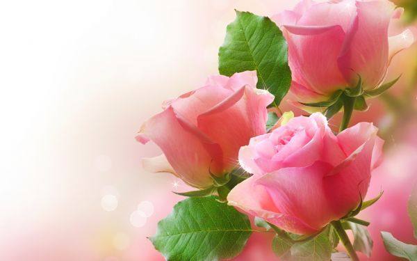 زیبا ترین عکس گل عاشقانه