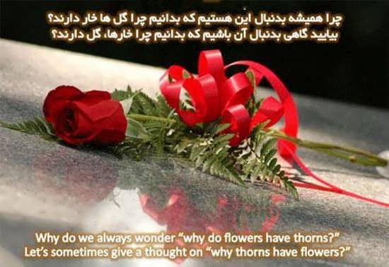 تصاویر گل های زیبا با متن