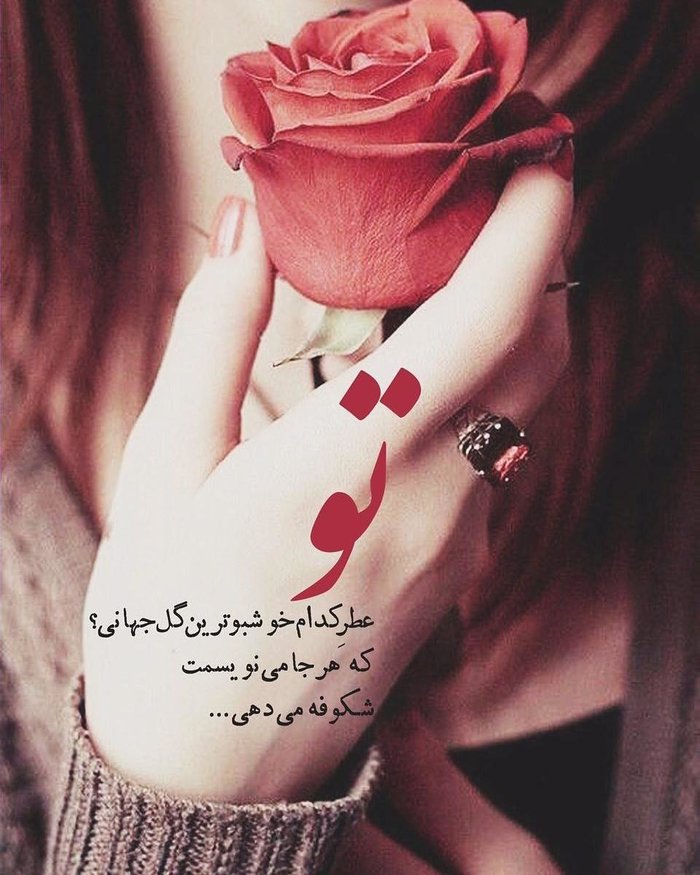 عکس گل رز زیبا و عاشقانه