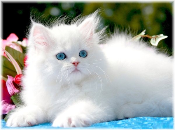 عکس گربه ایرانی سفید