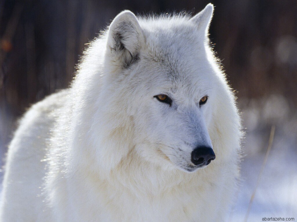 عکس گرگ های زیبا
