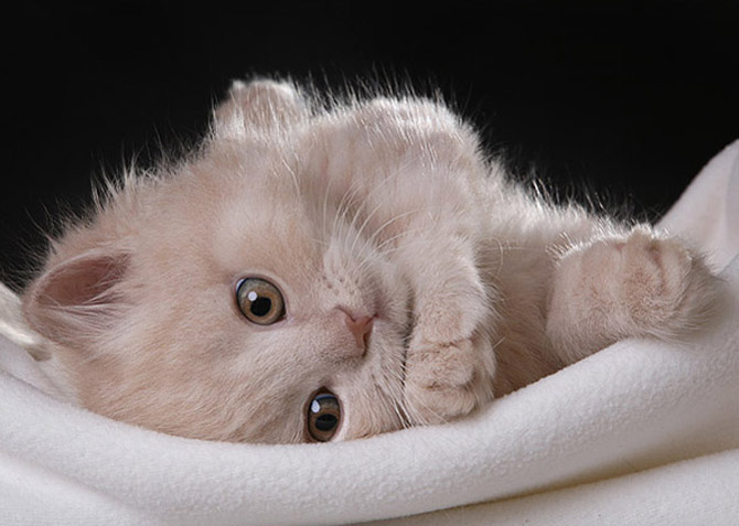 عکس گربه های ملوس و خوشگل