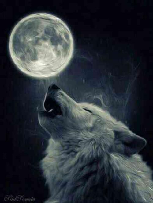 عکس گرگهای زیبا