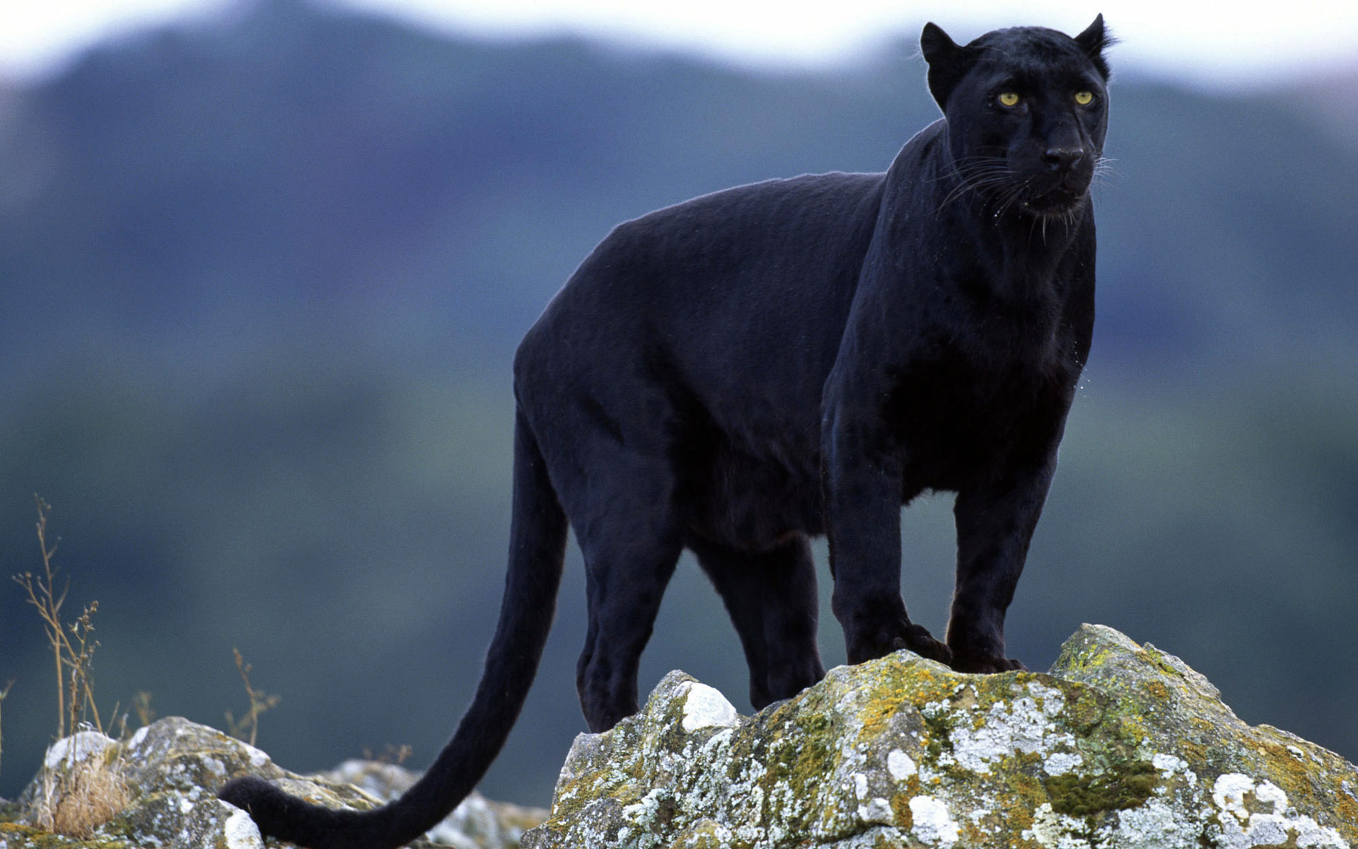 عکس گربه ی وحشی سیاه