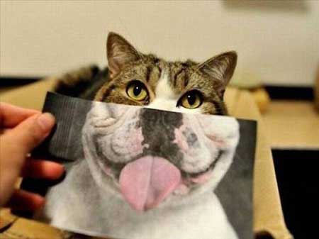 عکس گربه های خنده دار و بامزه