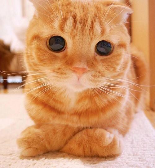 عکس گربه های ملوس و خوشگل