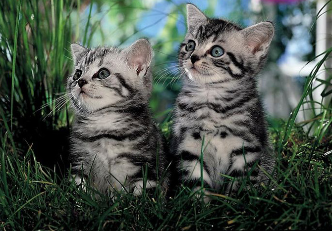 عکس گربه های خانگی زیبا