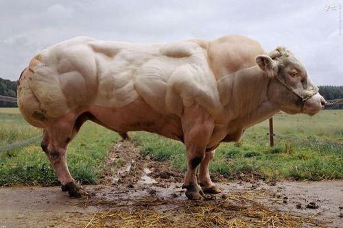 عکس بزرگترین گاو نر