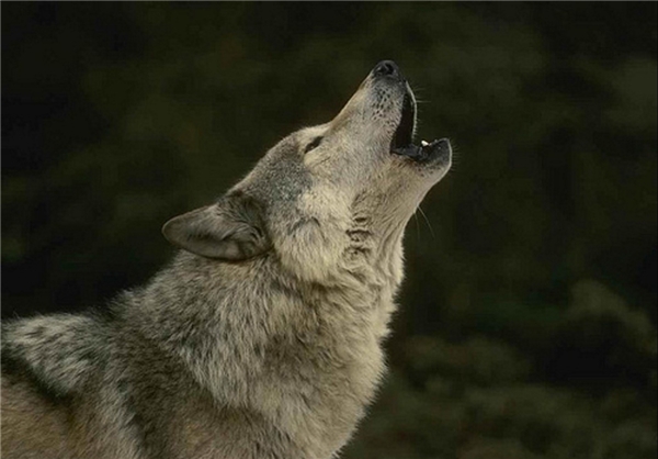 عکس گرگهای زیبا