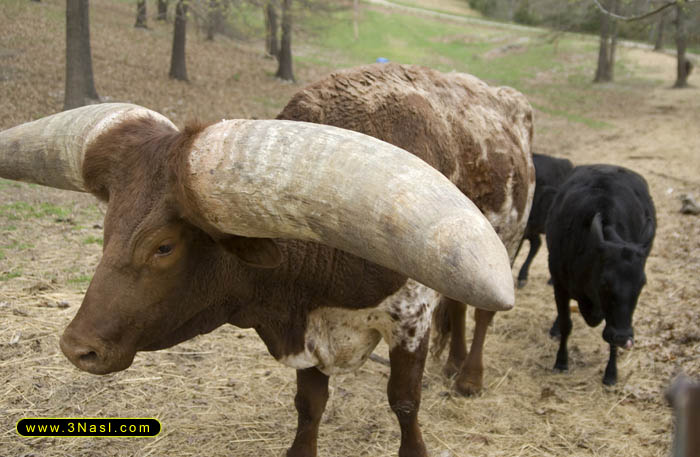 عکس بزرگترین گاو ایرانی