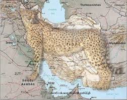عکس گربه نقشه ایران