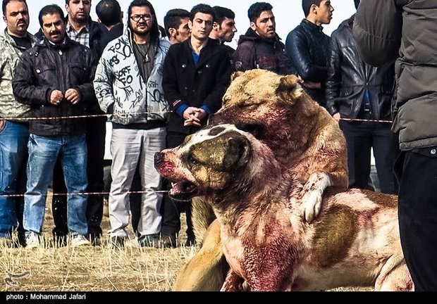 عکس سگ نژاد ایرانی