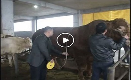 عکس بزرگترین گاو ایرانی
