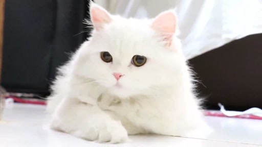 عکس گربه های ناز سفید