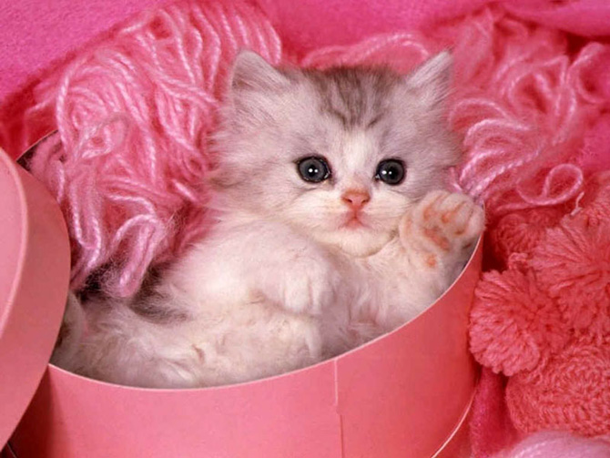 زیباترین عکس گربه ملوس