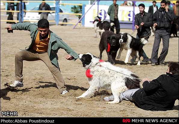 عکسهای سگ های ایرانی