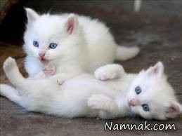 عکس گربه های ناز سفید