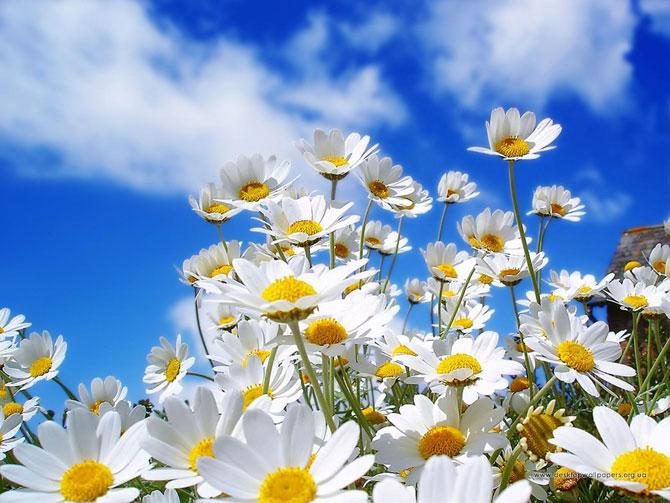عکسهای گلهای زیبای بهاری