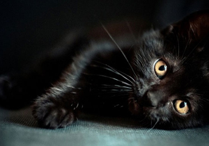 عکس گربه ی وحشی سیاه
