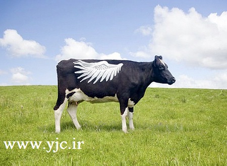 عکس گاو های هلندی
