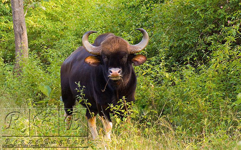 Бизон 10. Дикий бык Гаур. Гаур Полорогие. Гаур в Индии. Гаур корова.