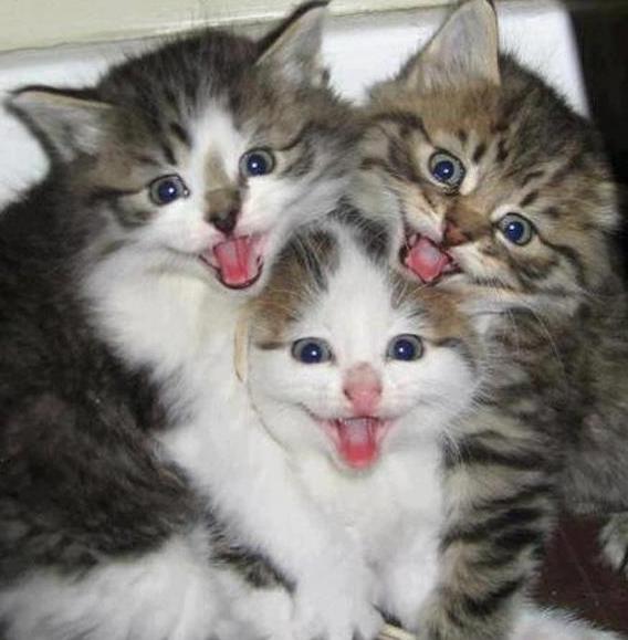 عکس گربه های خنده دار و بامزه