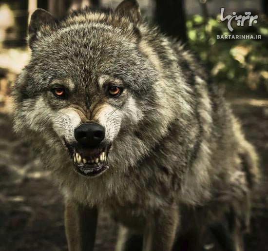 عکس زیبا از گرگ وحشی