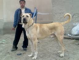 عکس سگ های ایرانی و خارجی